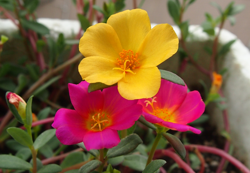 太阳花和太阳有什么关系