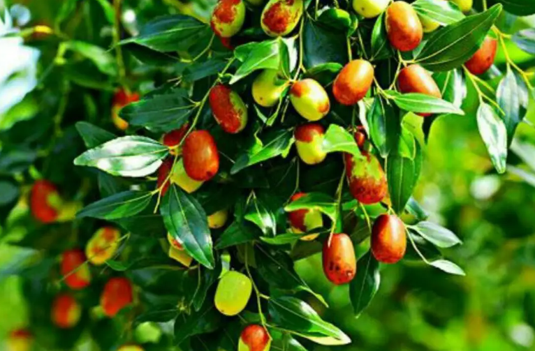 枣树几年开花结果