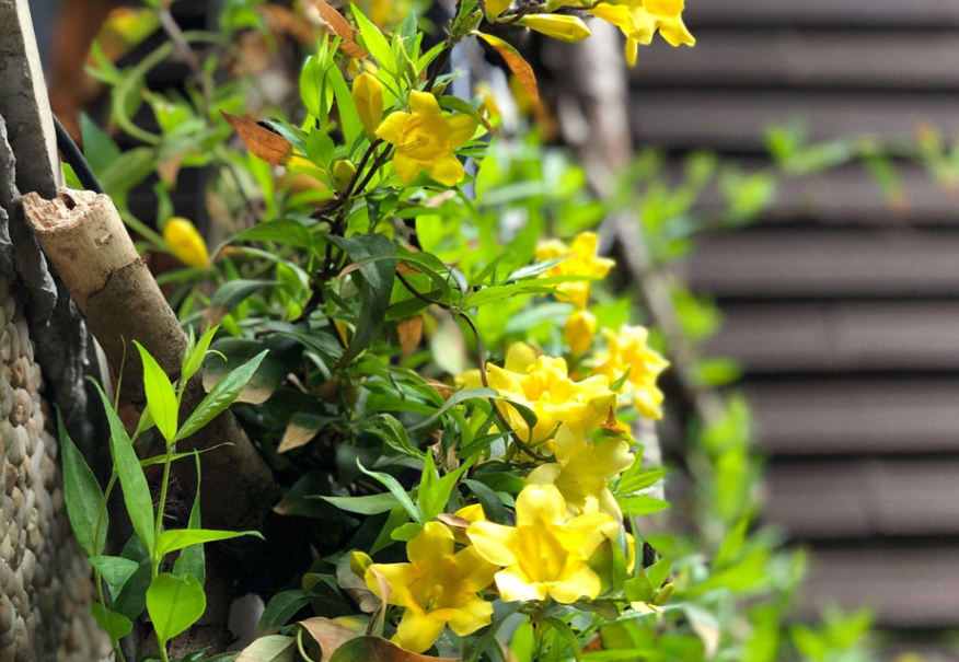 法国香水藤几年开花
