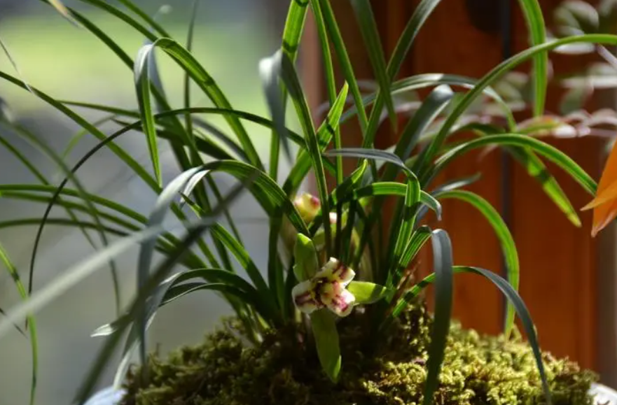 风化的石头可以养兰花