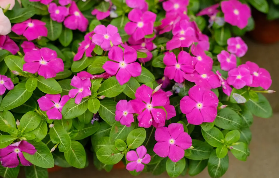 长春花浇水多了叶片卷曲