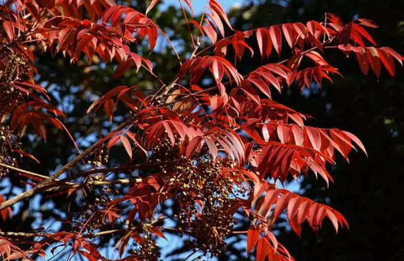 漆树200棵可产多少斤