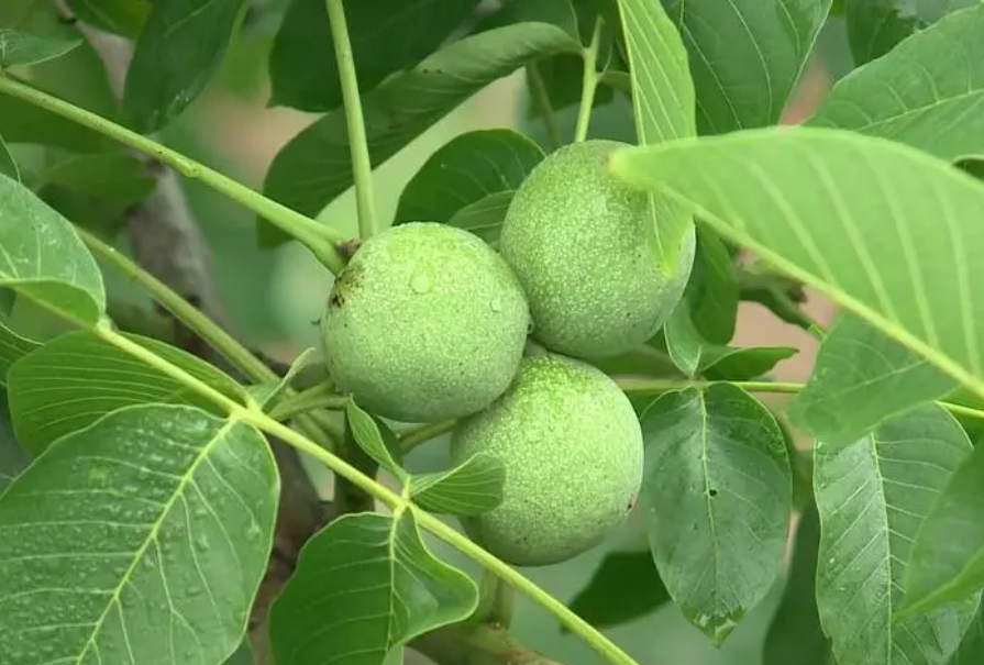 桃核种出来的桃树品种会变吗