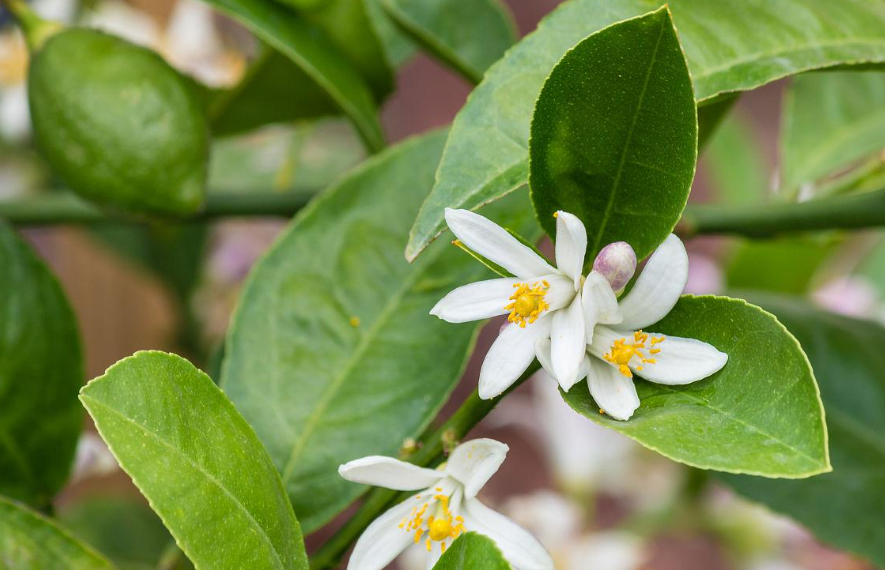 柠檬树开花了需要施肥吗