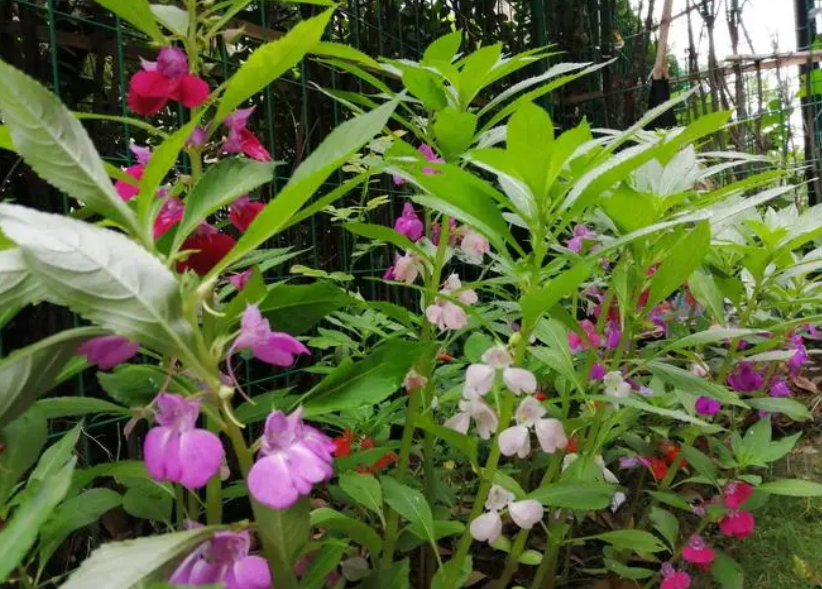 凤仙花几天浇一次水