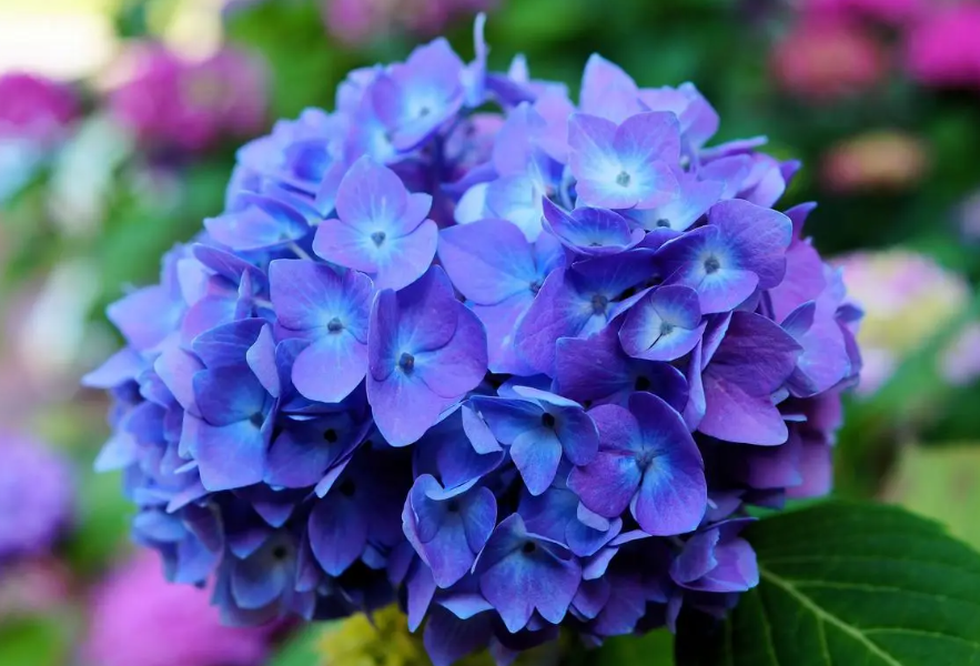 绣球花喜欢什么土质