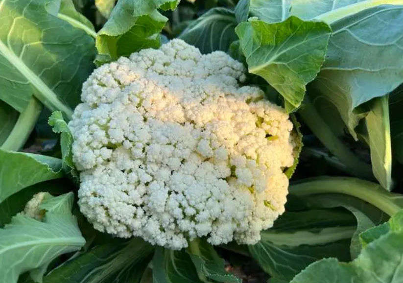 大棚花菜什么时候种植