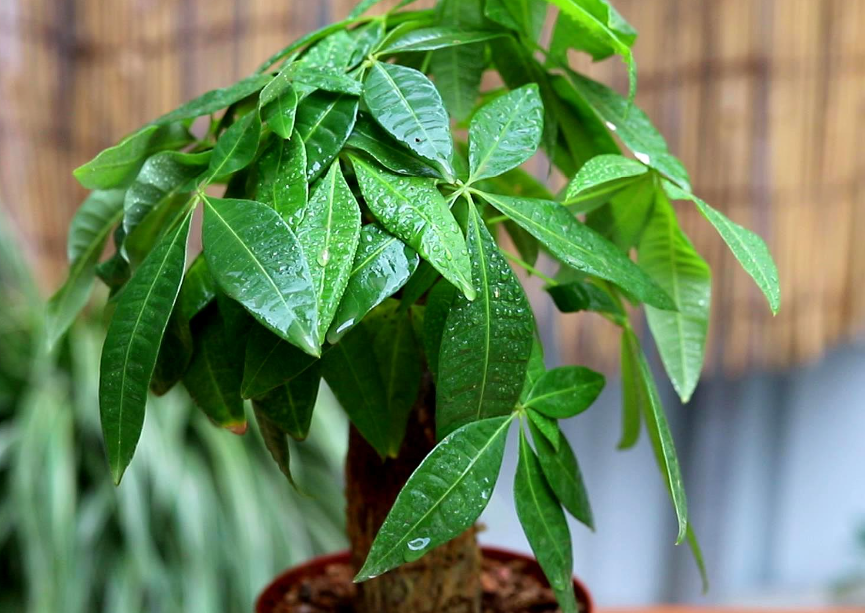 发财树是多肉植物吗