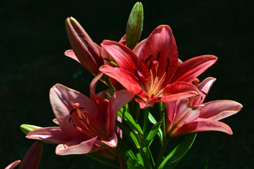 百合花的生长环境