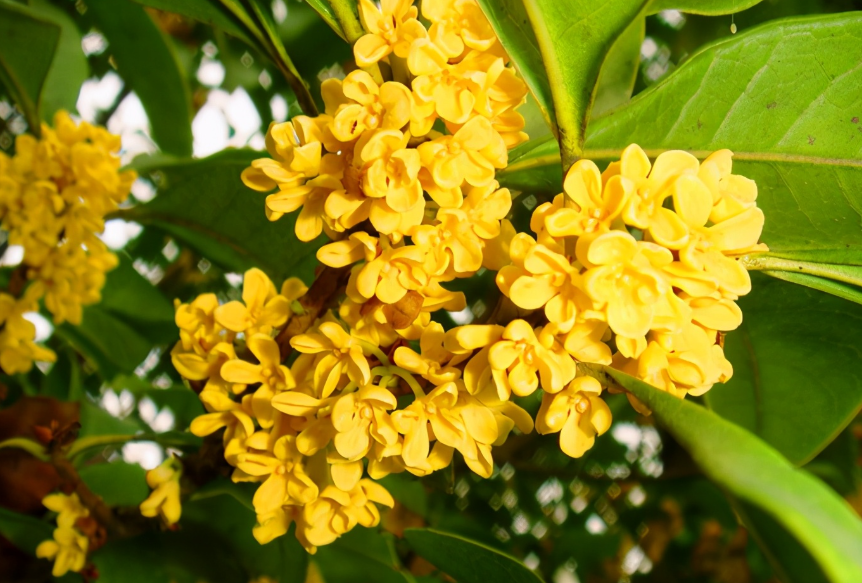 桂花树有哪些风水禁忌