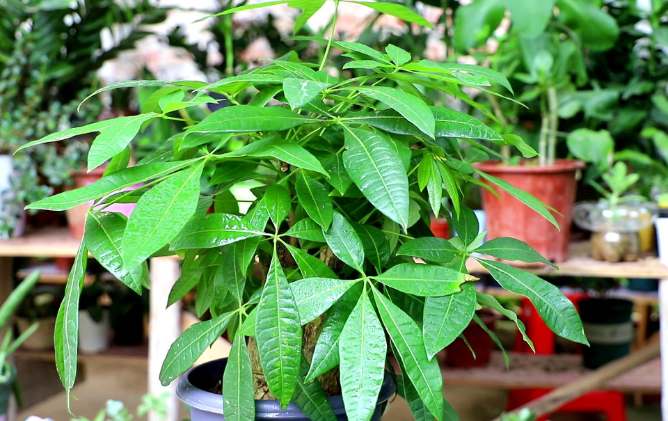 怎样给发财树换土