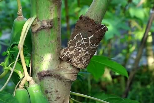 有什么办法让树快速生根