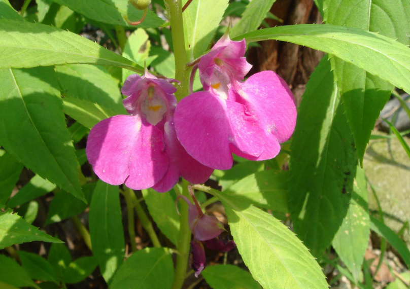 凤仙花什么时候掐尖