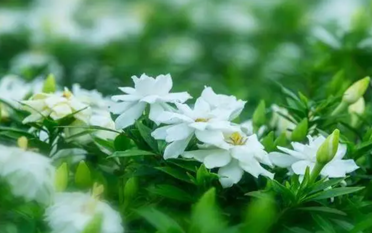 栀子花浇水加白醋还是食用醋