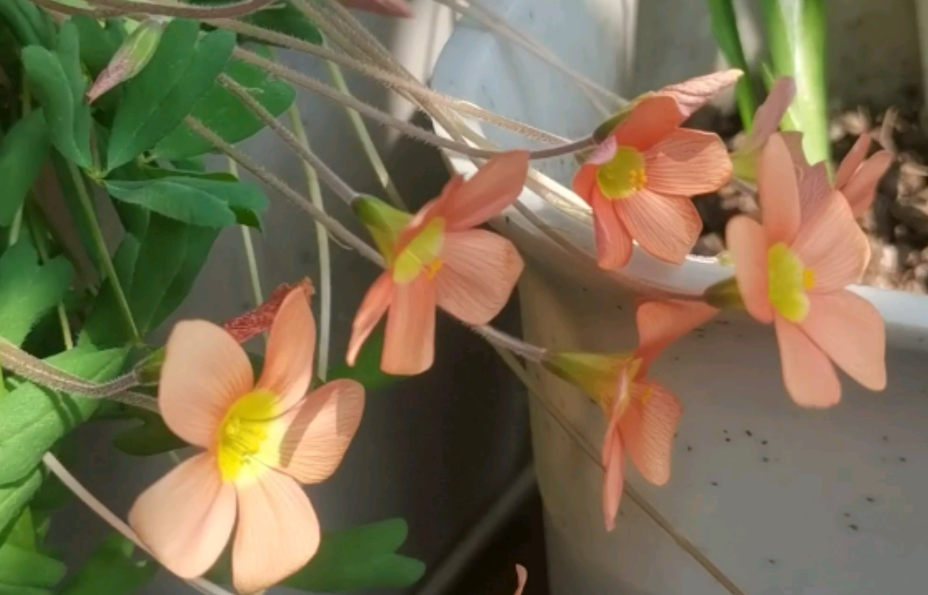 小仙女开花是什么样子