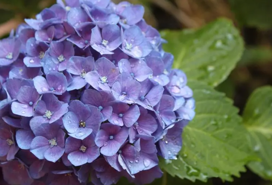 绣球花施什么肥料最好