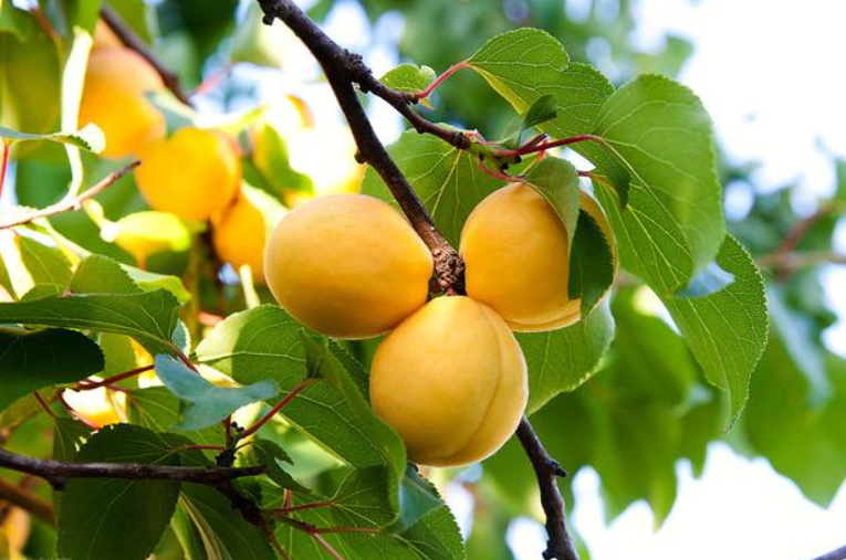 果树修剪的十大基础方法