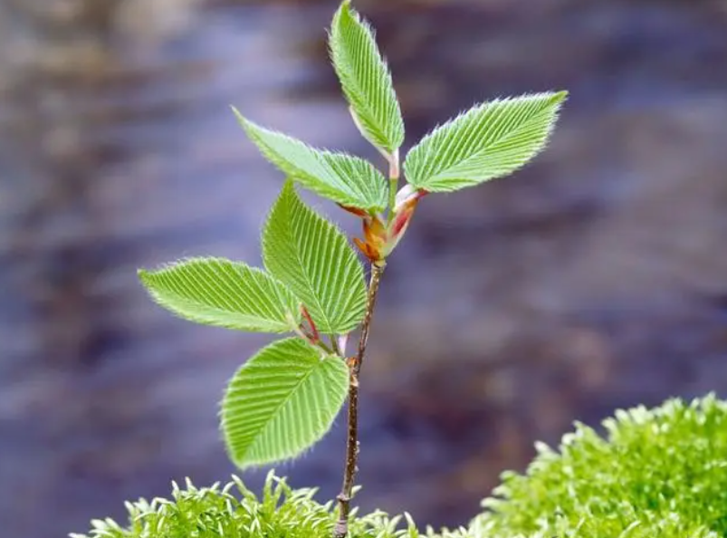 四年刚挂果幼树怎么修枝