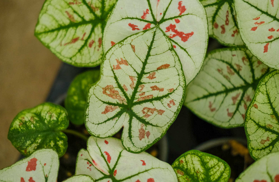 花叶芋的养殖方法