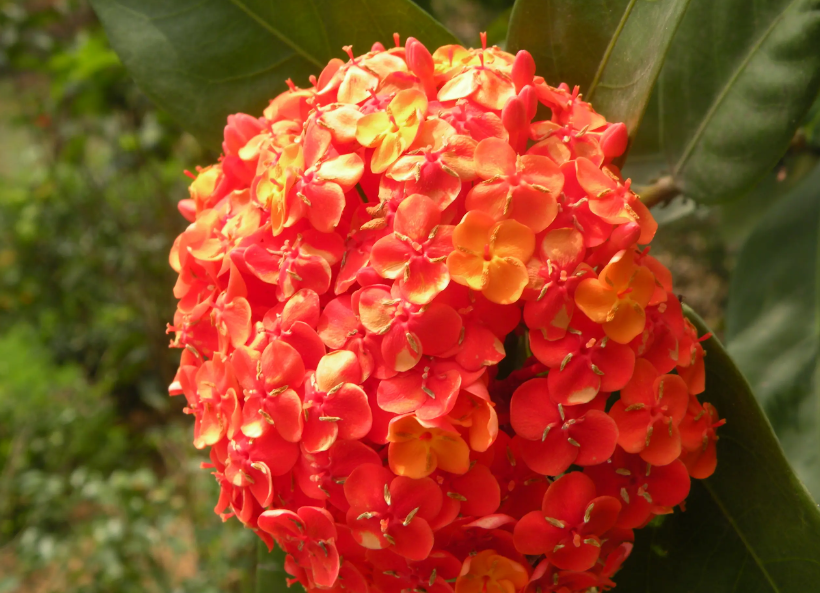 龙船花夏天可以移栽吗