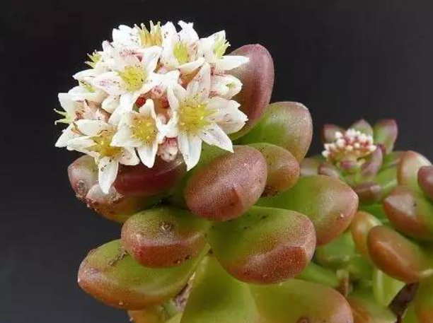 多肉突然开花预兆风水