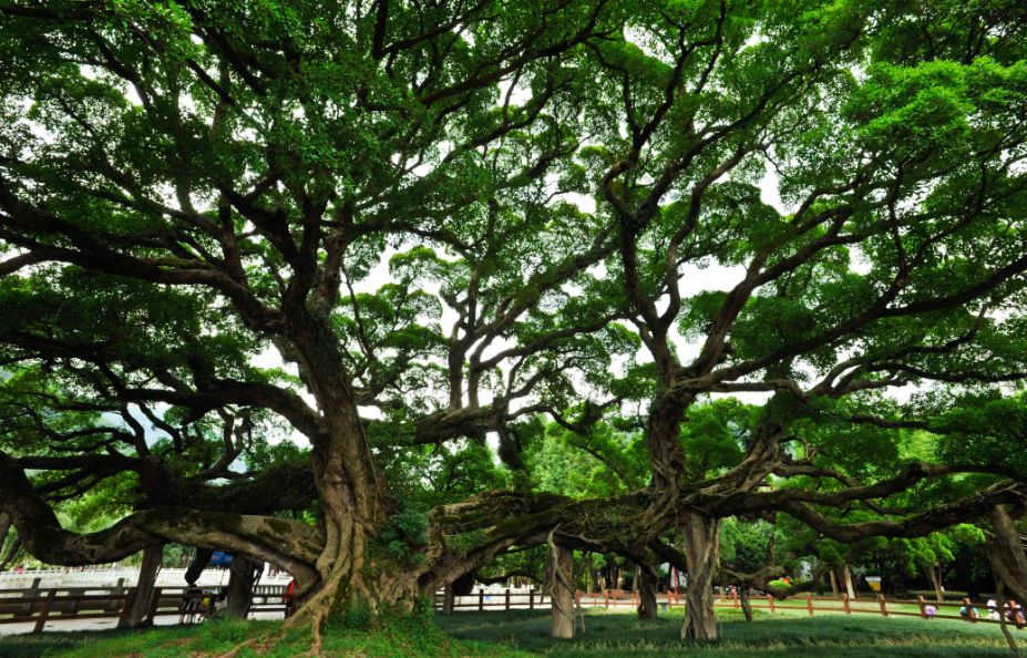 榕树怎么施肥才能枝叶茂盛