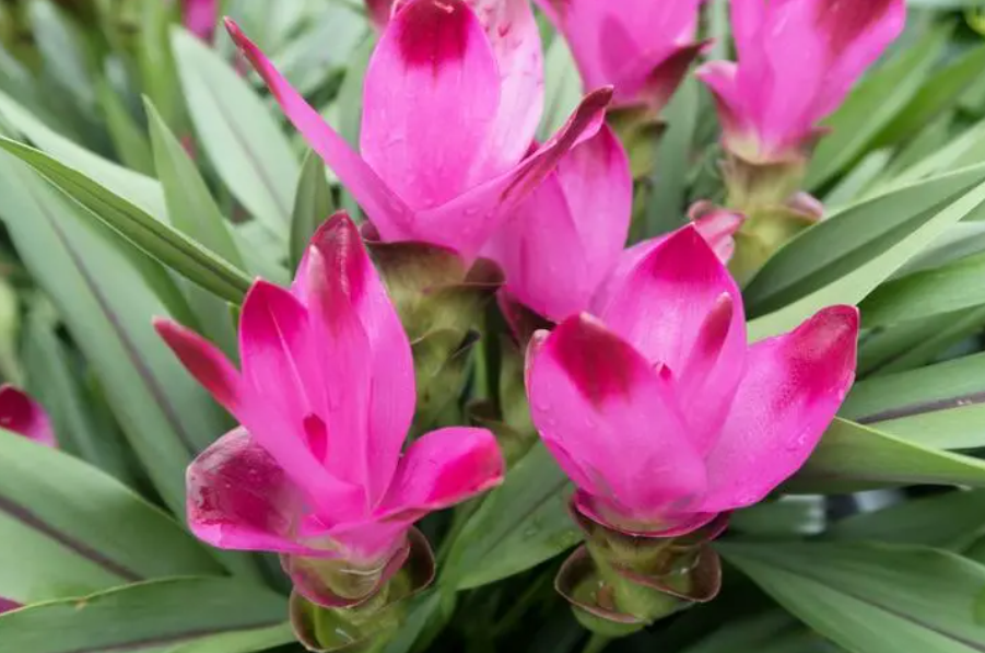 姜荷花冬天如何养护