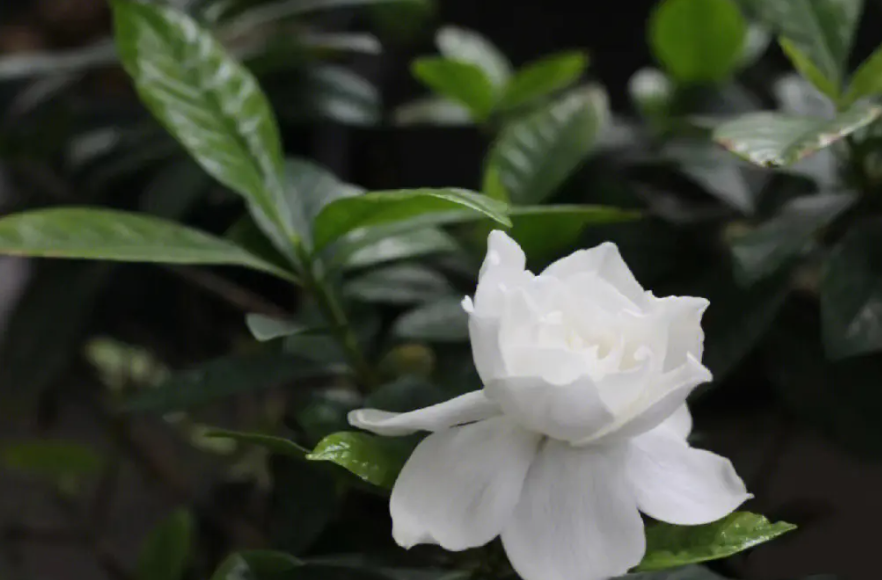 枝枝花和栀子花怎么种