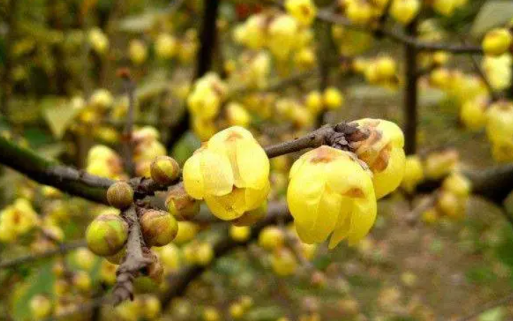 扦插腊梅几年开花