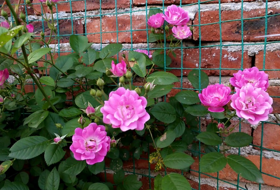 苹果花月季是几季的