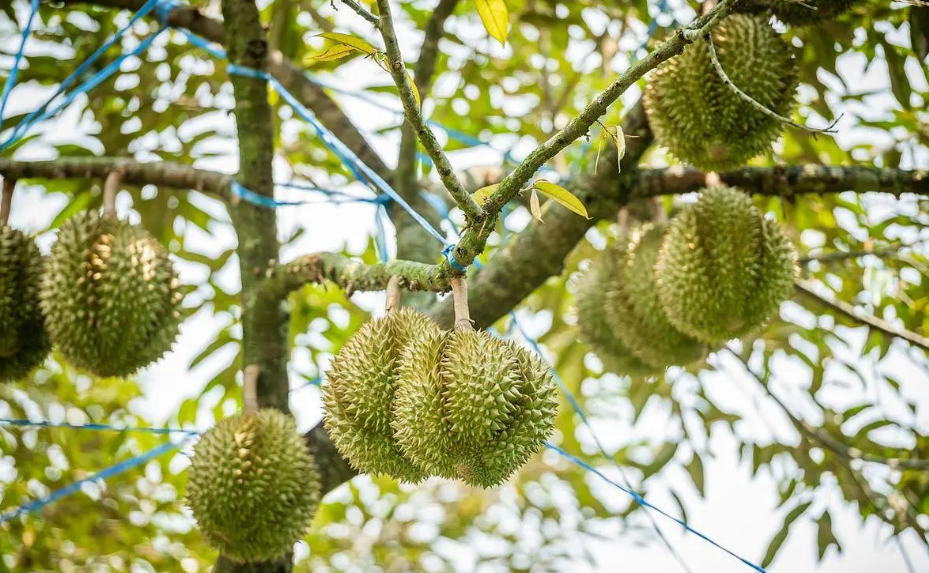 湖南可以种植榴莲树吗
