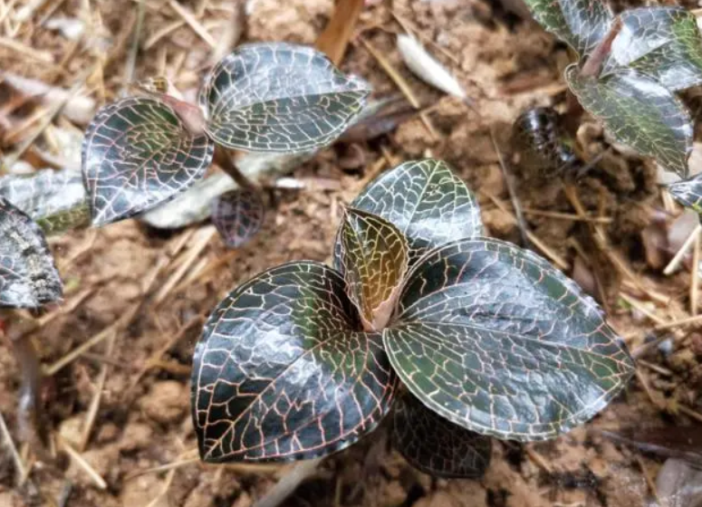 金线莲开花好还是不开花好