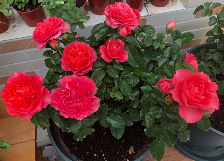 盆栽月季花的养殖方法