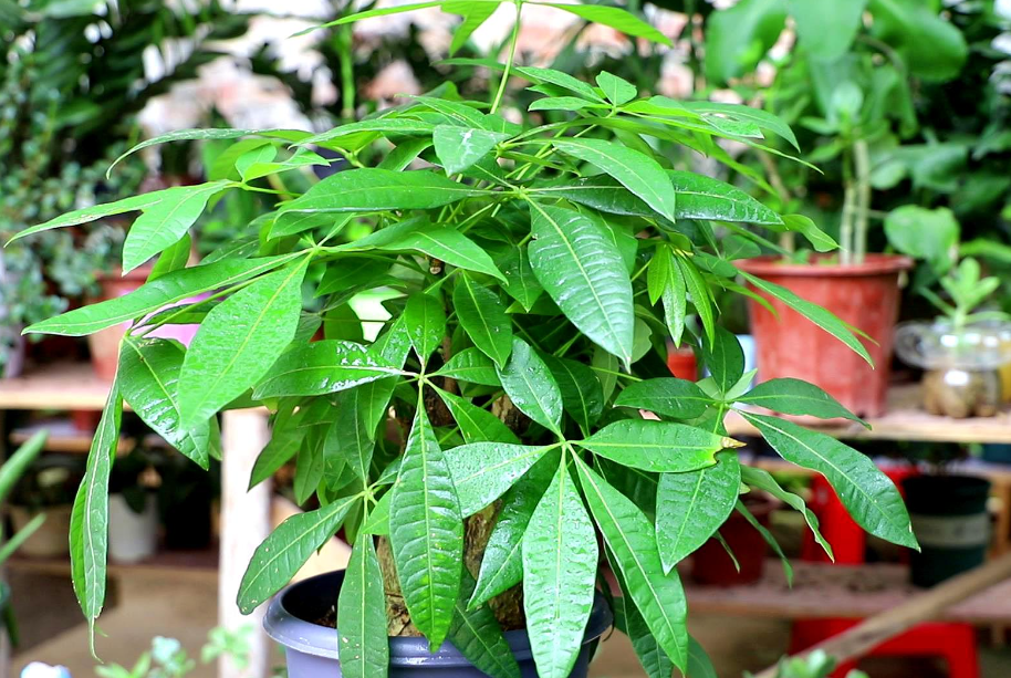 家里放发财树摆件好吗