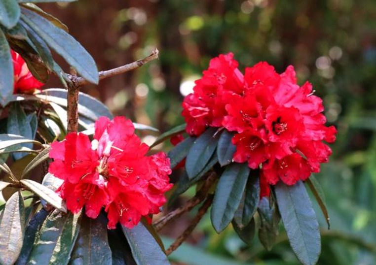 野生马樱花如何移栽