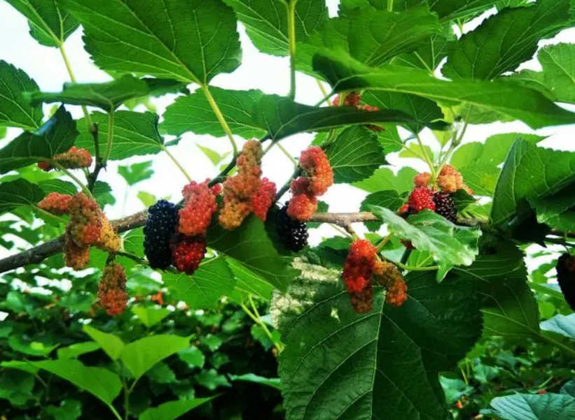 桑树什么时候浇水最好