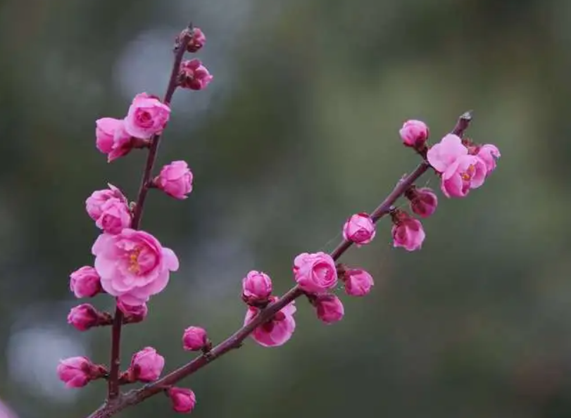 养梅花最好用什么土