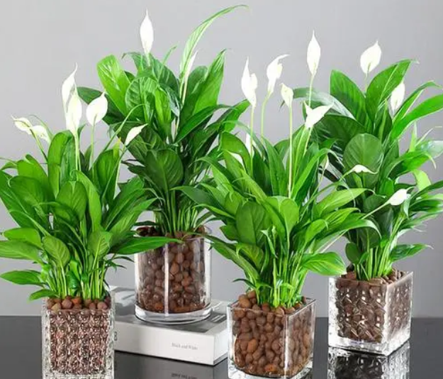 水培一帆风顺不开花