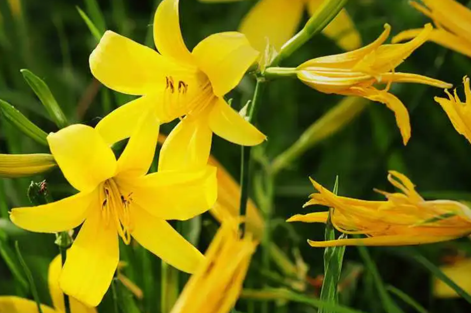 黄花菜亩产多少斤干品