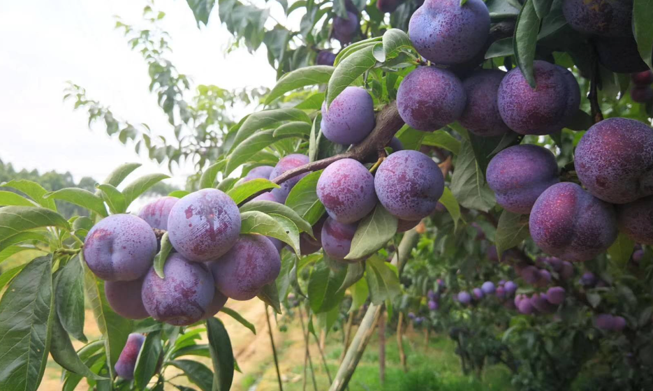 李树生长需要哪些元素