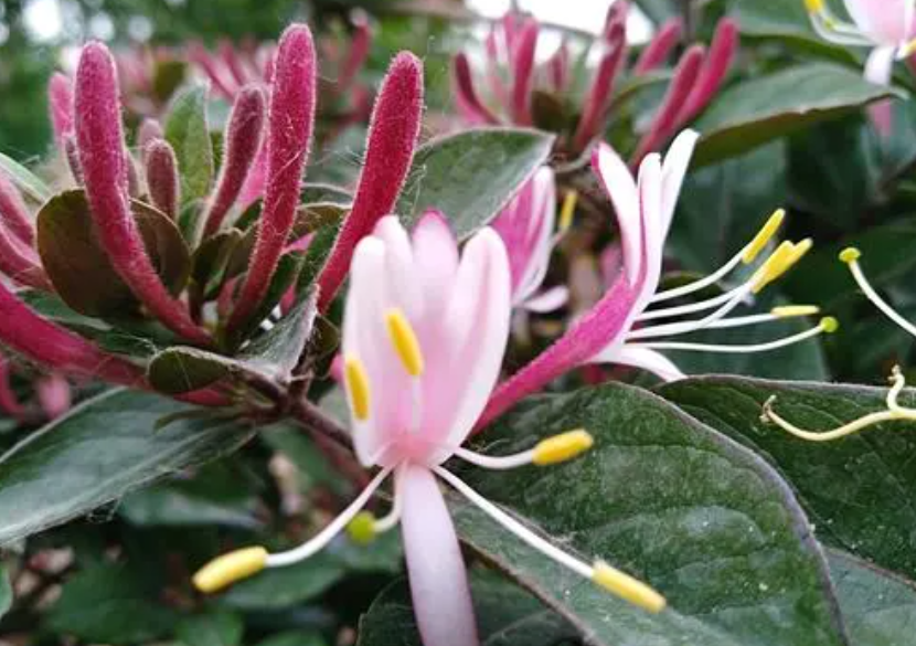 金银花适合种在什么地方