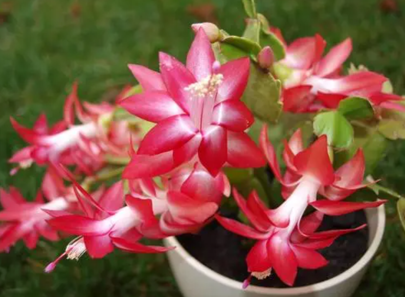 当年插的蟹爪兰能开花吗