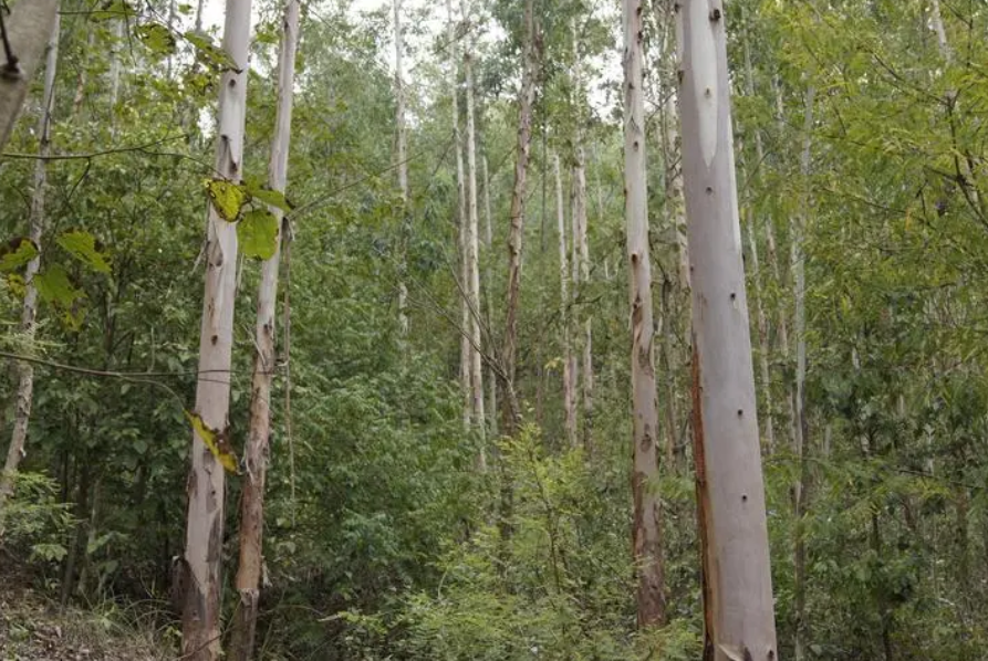 桉树种植密度多少合适