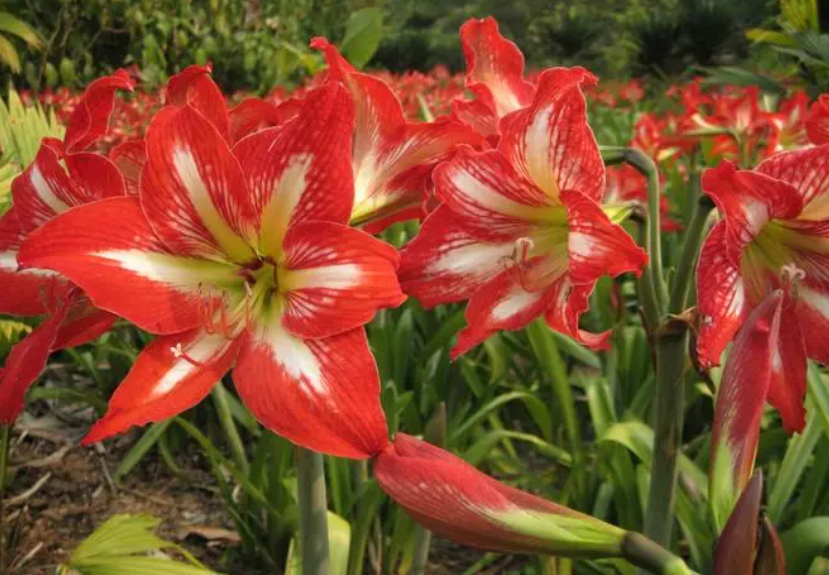 花朱顶红长什么样子