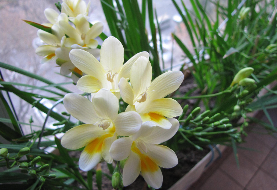 香雪兰什么时候开花