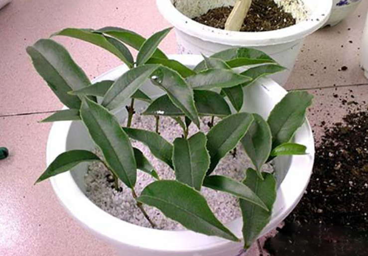 桂花插枝几月能插活了