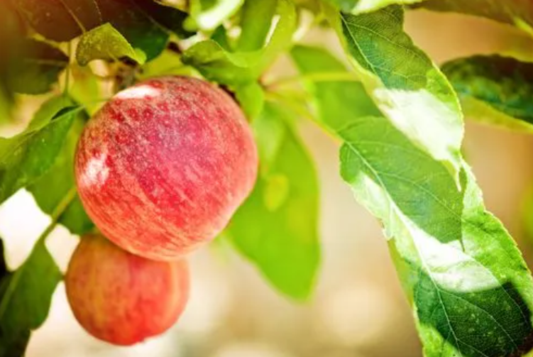 苹果树冬季修剪时间