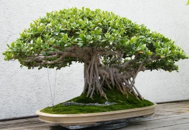 榕树盆景浇水口诀