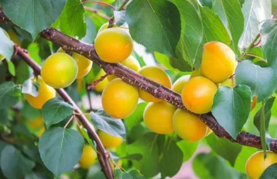 杏树冬季什么时候剪枝最好