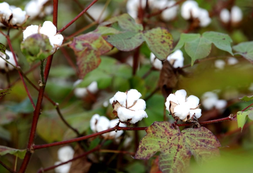 如何在阳台种棉花